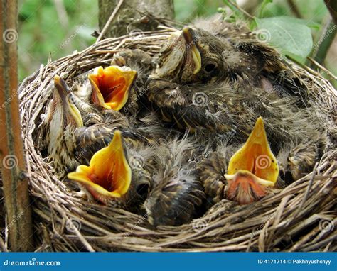 Nestling .